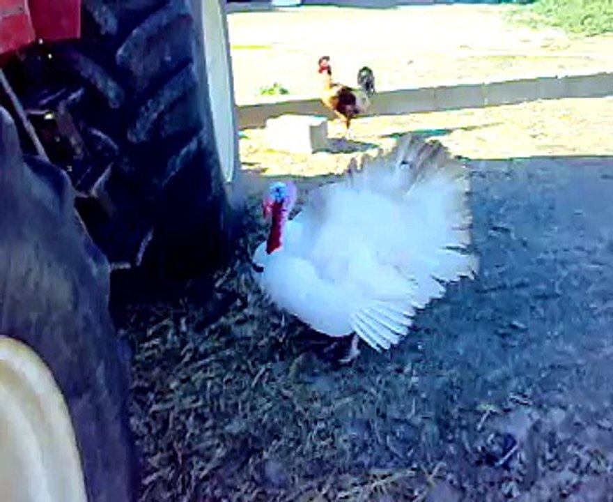 Pavo que habla