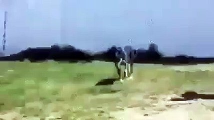 Dog going to play literally