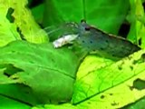 caridina japonica mangia avanotto guppy