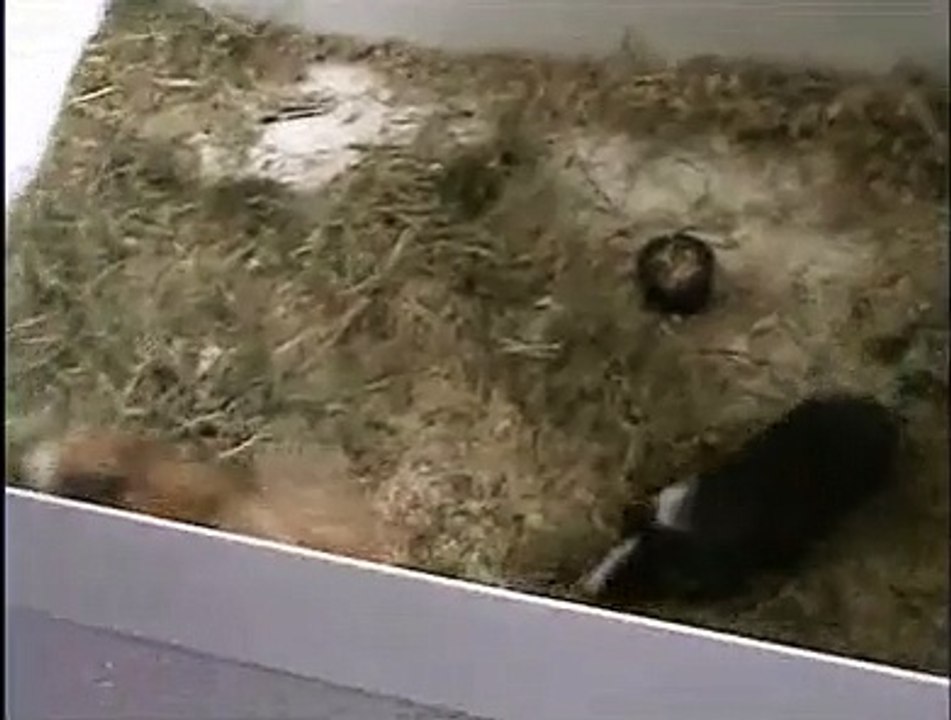 Guinea pig DEATHMATCH! (fun fight)