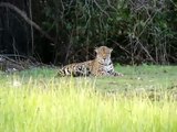 Onca Pintada - Jaguar (Brasil, Mato Grosso do Sul, Miranda)