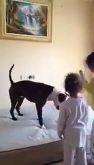 Quand le chien voit les enfants sauter sur le lit sa raction est magique