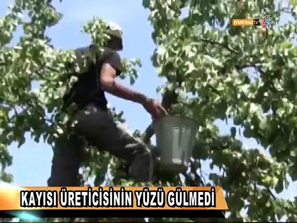 KAYISI ÜRETİCİSİNİN YÜZÜ GÜLMEDİ