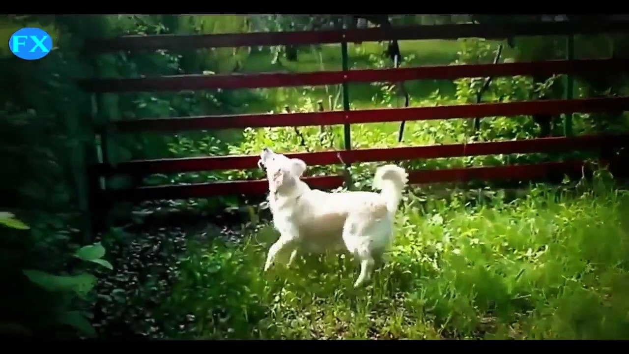 Funny Dogs   Funny Dog Videos Compilation 2015   Funny Animals Videos #2