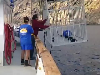 Great White Shark Video For Kids - Educational Video For kids