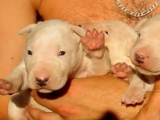 BULL TERRIER CHIOT A RESERVER