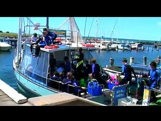 Save the Dolphins of the Melbourne Bay