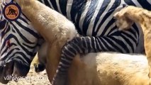 Aslan zebra avı - Zebra aslandan kurtuluyor ! - [Vahşi Yaşam TV]