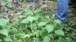 nettle lasagna made from stinging nettles - how to recipe