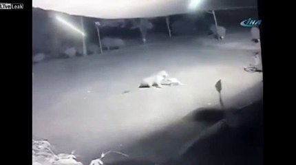 Leoparın Sokak Ortasında Köpek Avı