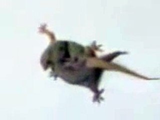 تزاوج ابو بريص.3gp