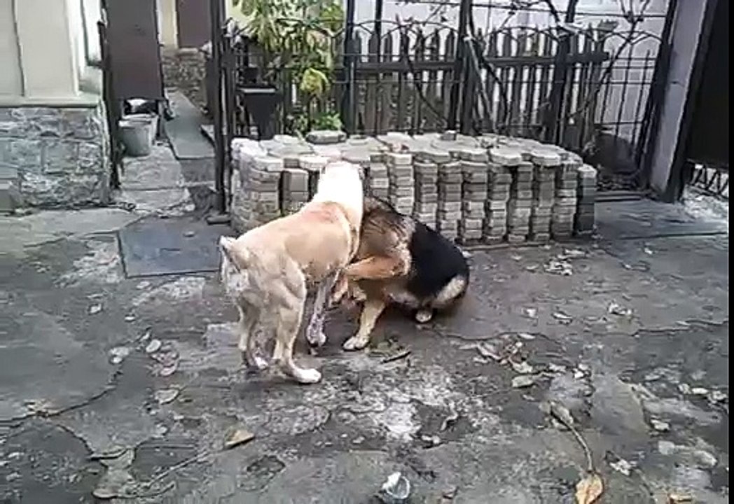 алабай vs немец