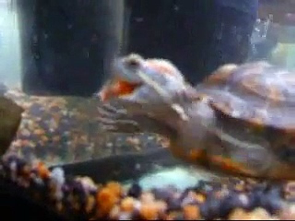Turtle Eats Goldfish