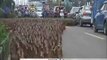 Thousands of Ducks Cross Road in China