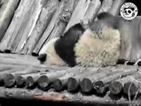 パンダ幼稚園　こぱんだQQちゃん　Panda パンダ