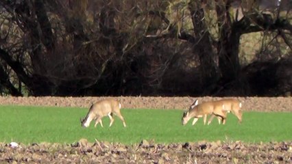 2015 01 13 Reh, Roe deer, Capreolus capreolus, Mainz Laubenheim