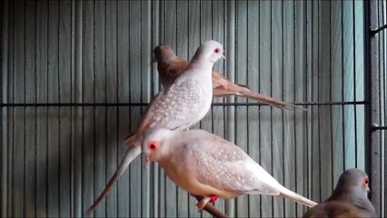 The New Red Diamond Doves
