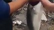 1 meter 35 centimeters a new world record sea bass fishing 2014