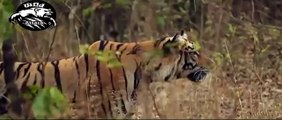 National Geographic Documentary Wild Animals attack National Geographic Animals ✔ ► P.40