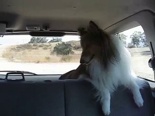 Shelties enjoy car ride