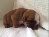 Kleiner Babyhund schläft ein - Sehr süß! - Little Baby Dog falls asleep