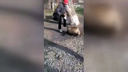 Porsuğun saldırısına uğrayan genç zor anlar yaşadı