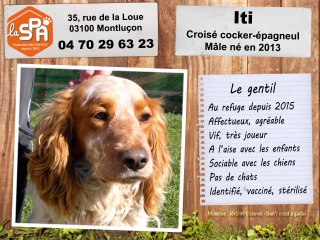 Iti, croisé cocker-épagneul : adopté