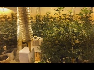 Palermo - Serra di marijuana, arrestato fratello del pentito Scarantino (25.06.15)