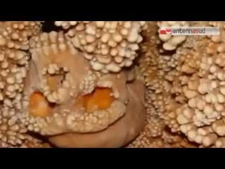 TG 24.03.15 Uomo di Altamura, un Neanderthal vissuto 150 mila anni fa