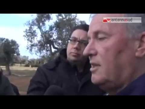 TG 20.03.15 Xylella, al via l'eradicazione di ulivi infetti. Silletti: Si parte da Oria