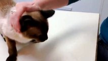 Angry siamese cat revisits vet