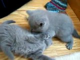 British Shorthair Kittens, BKH of  Blue Yoda
