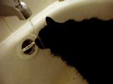 Drinking Cat Water Tap Archangel 158KPS Drink Licking  #1