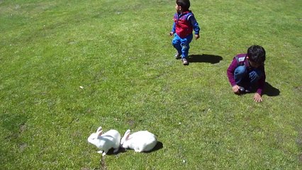 Naughty Kids Playing With Rabbits