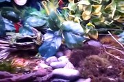 Fire belly toads eating!