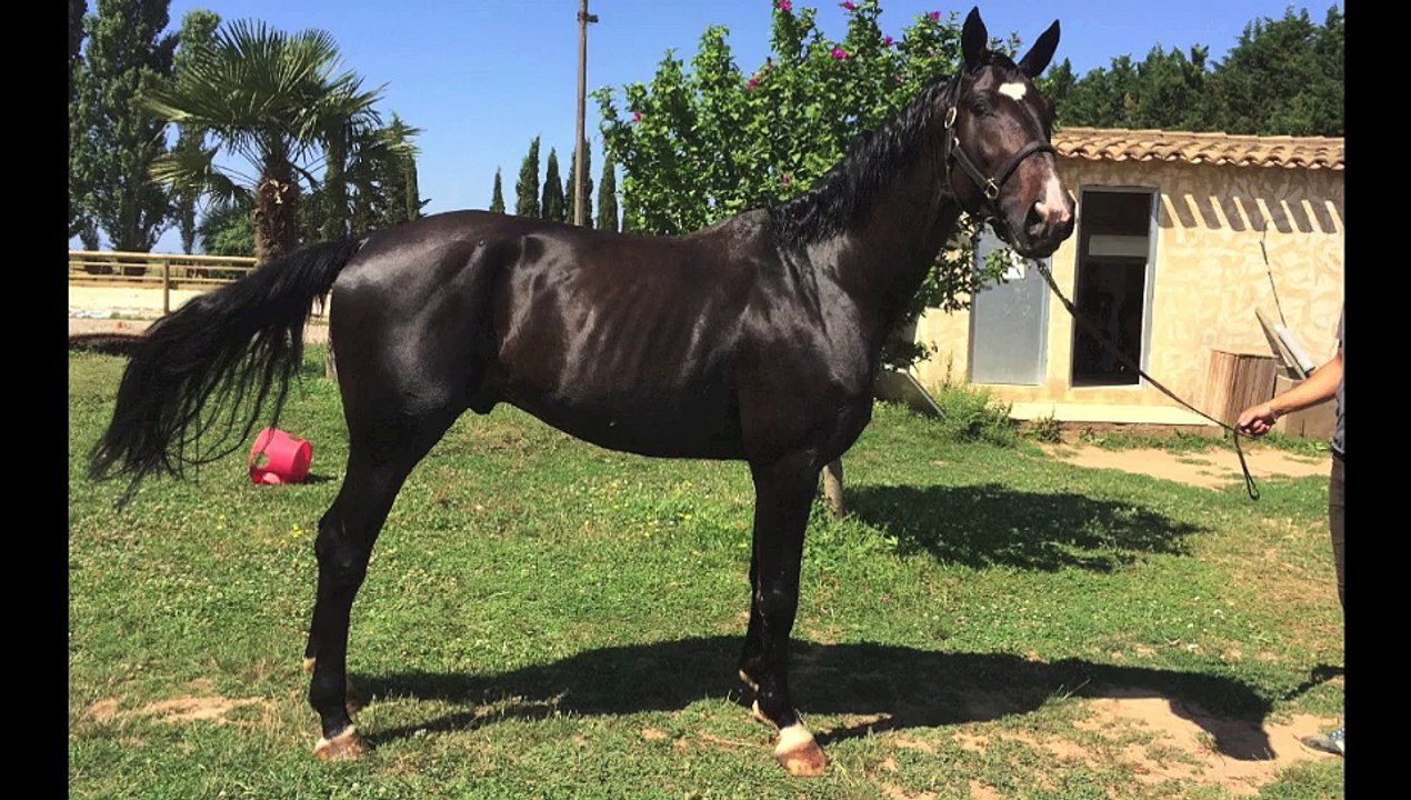 Chakandillo Z .  Chacco Blue x Candillo Z