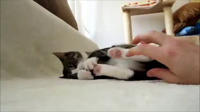 Tickling a Feisty Cat - Funny Animals