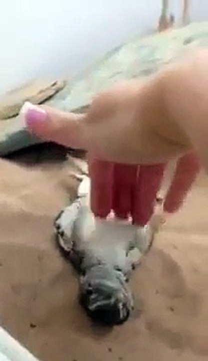 Ce lézard adore qu’on lui gratte le ventre !