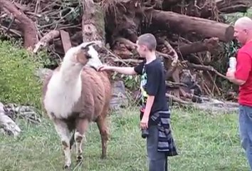 Lama İnsanlara Saldırdı