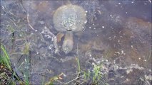 Common Snapping Turtle at the Scuppernong Springs Nature Trail