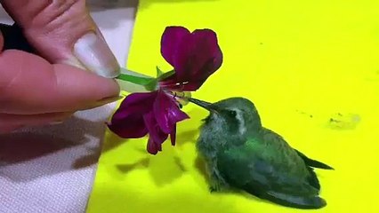 Bebe colibrí comiendo