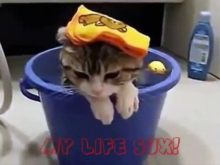 MIGLIORI VIDEO DI ANIMALI DIVERTENTI E TENERI