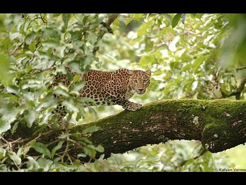 Feeling good Michael Buble