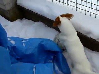 Jack Russell Terrier-Playing football !!!