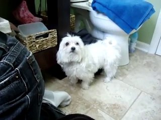 Peanut Gets his first bath (Maltese)