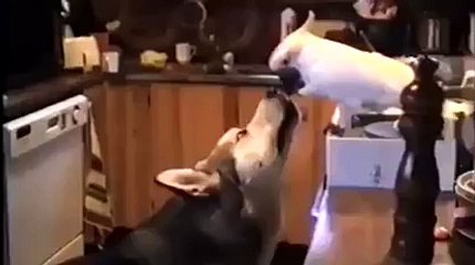 Parrot feeds a dog with noodles