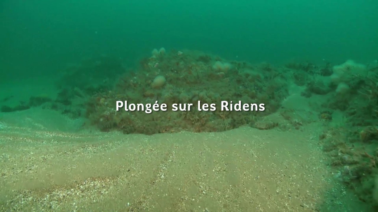 Plongée sur les Ridens au sein du Parc naturel marin des estuaires ...