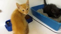 CATS/KITTENS (22!) for ADOPTION @ North Platte Animal Shelter ~ 9-13-2013