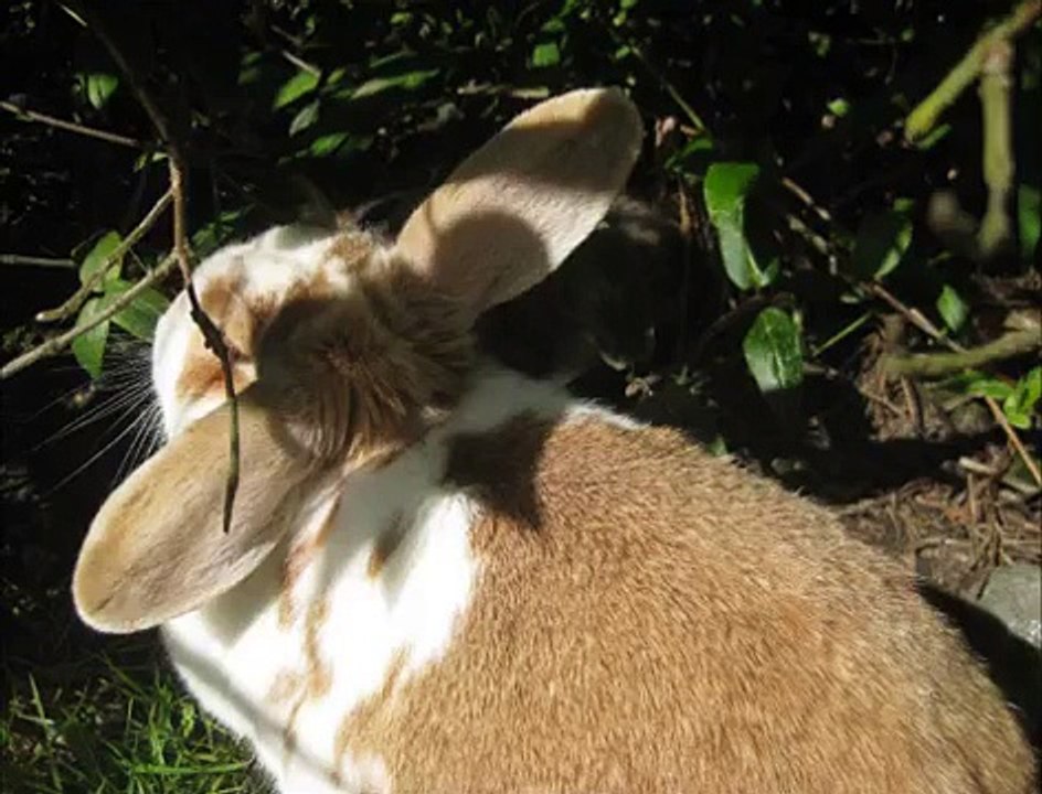 Buttons The Rabbit Is Lost!