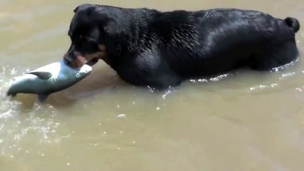 ☠ 2 Dogs Attack Shark - AMAZING - NEW!! (Graphic Content)